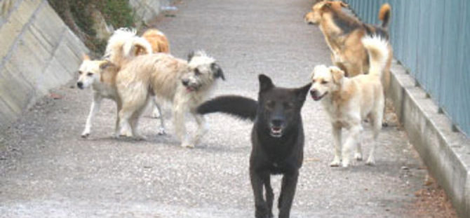 Organizzazione gerarchica del cane: il cane e il branco, storia ed origini