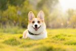 Follicolite nel cane: cause, sintomi e rimedi