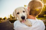 Herpes cane: caratteristiche, sintomi e cura