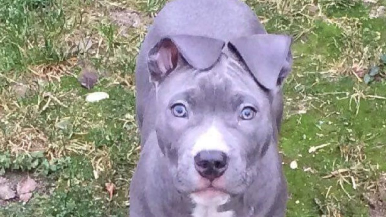 amstaff grigio occhi azzurri