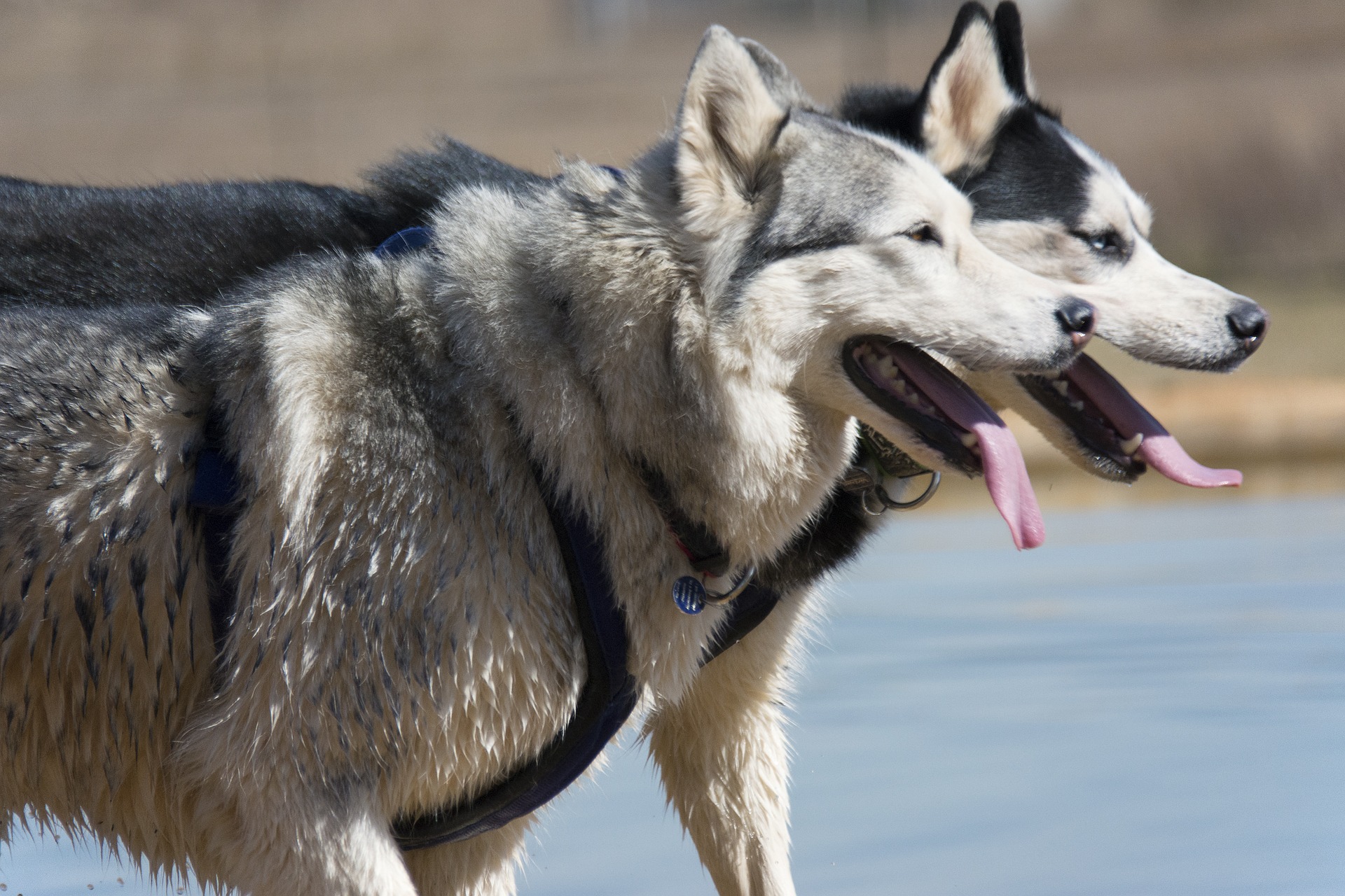 razze di cani da slitta